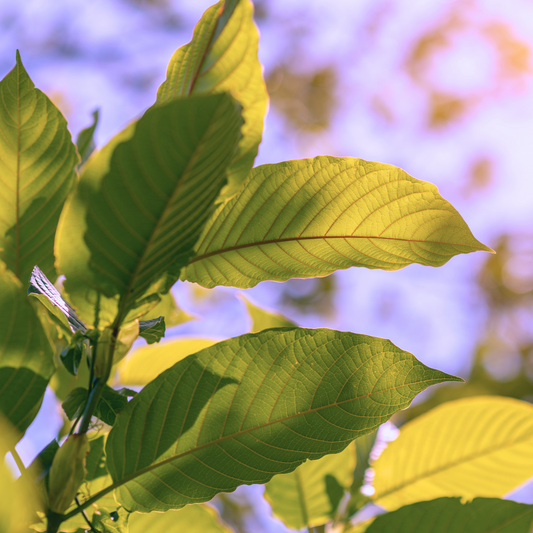 Kanna vs. Kratom: Why Kanna is a Better Choice for Wellness