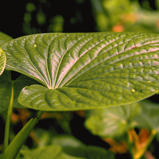 Kanna vs. Kava: Which Is Better for Mood and Anxiety Relief?